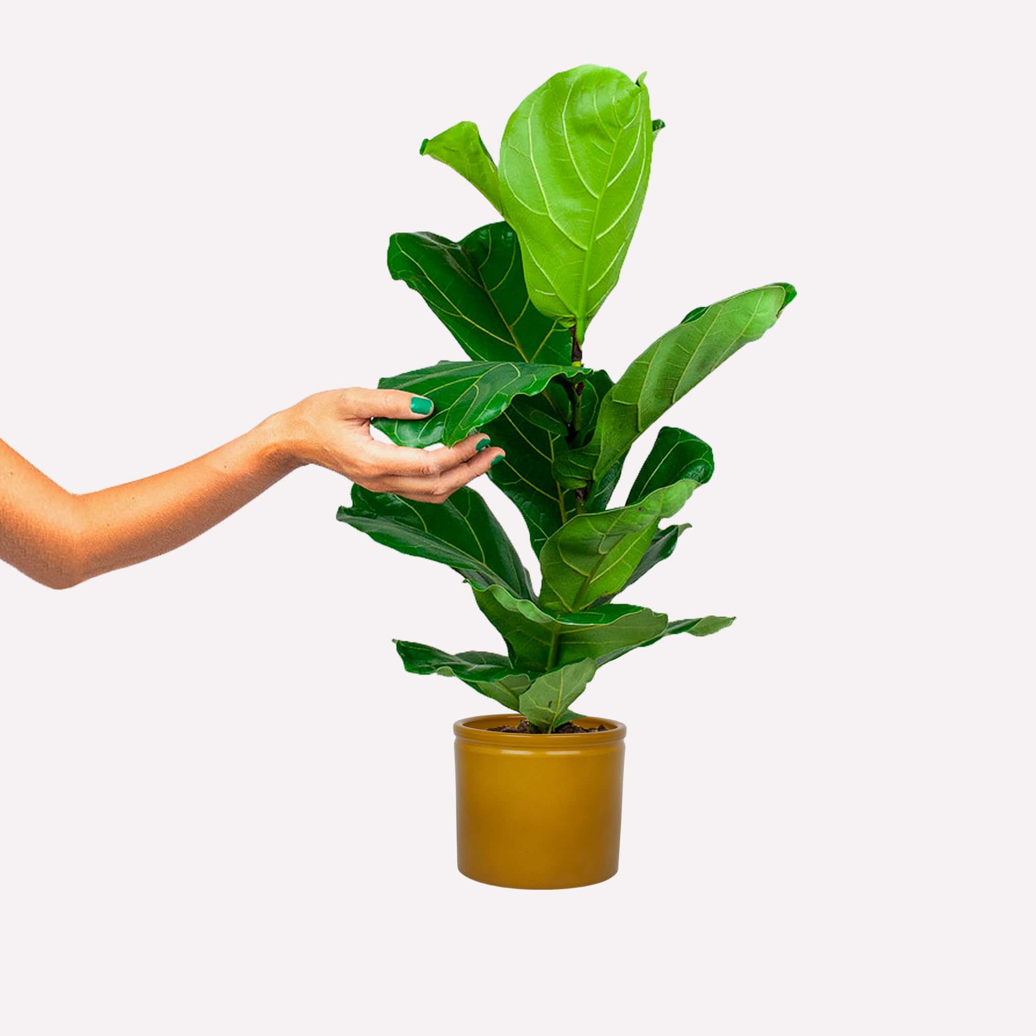 Thumb 3