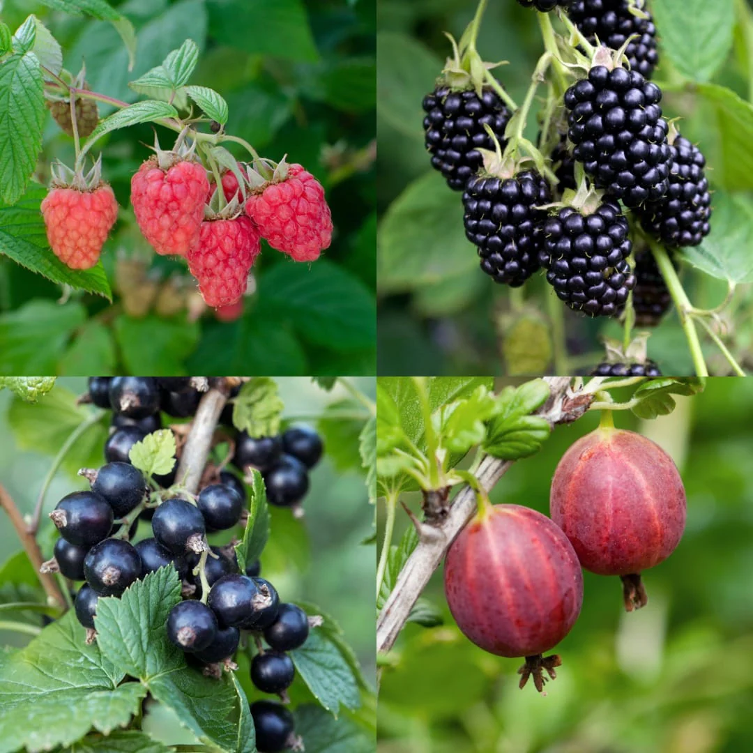Tuinpakketten